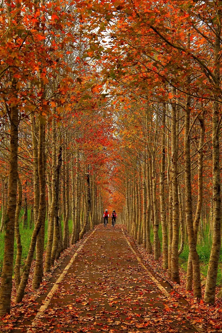 花蓮糖廠自行車驛站今天啓用，結合沿線自行車步道讓遊客慢慢感受花東美好。縱管處提供