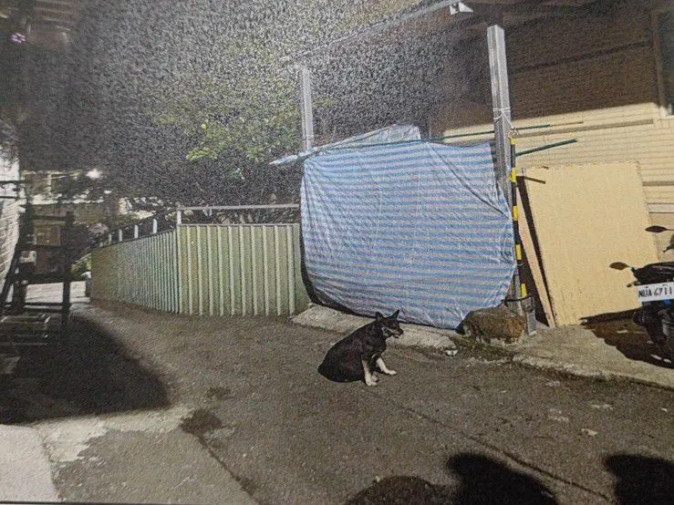 被害人在彭男住家前搭设的棚架。翻摄画面