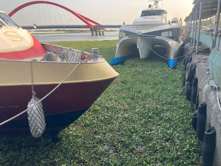 客輪被布袋蓮大軍包圍。陳宏銘攝