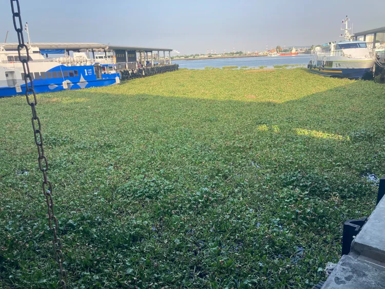 客輪碼頭被布袋蓮佔滿。陳宏銘攝