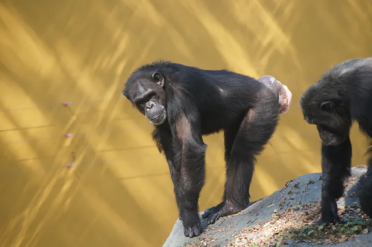 公黑猩猩走來走去打量遊客。凃建豐攝