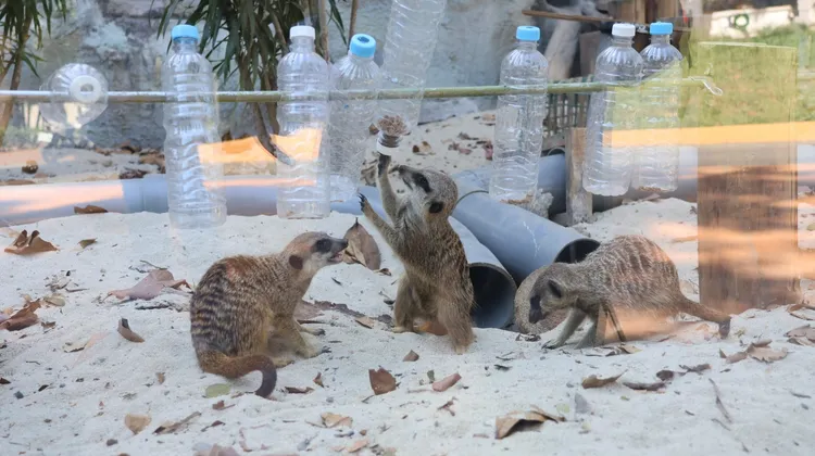 狐獴喜歡翻轉塑膠瓶，撿拾掉下飼料。侯昌騰攝