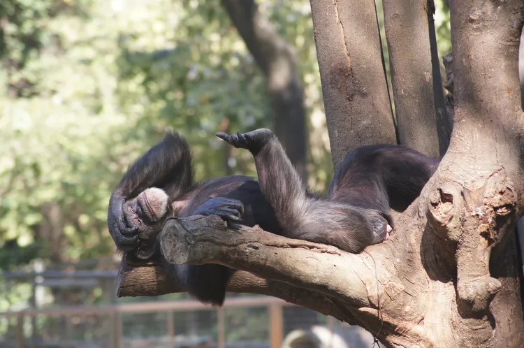 母黑猩猩在在樹幹上睡覺，還伸出右腳，左手則撓著腦袋，特殊睡姿讓民眾嘖嘖稱奇！凃建豐攝