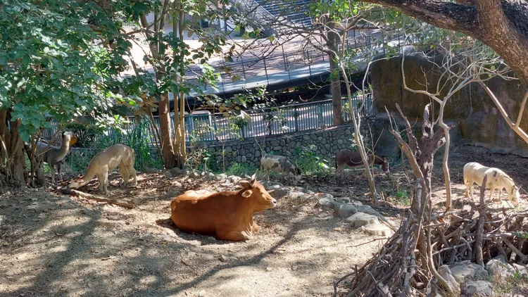 友善動物區將台灣黃牛「樂樂」與羊駝、迷你馬混養。凃建豐攝