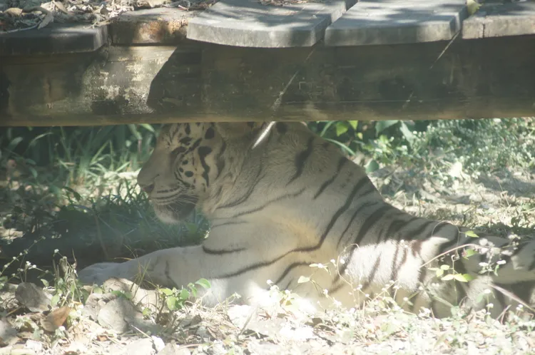 白老虎「昭海」躲在棲架下。凃建豐攝