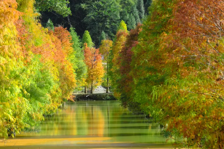 三灣鄉落羽松秘境，年底氣溫降低後，落羽松開始轉成橘紅色，景緻怡人。周姓讀者提供