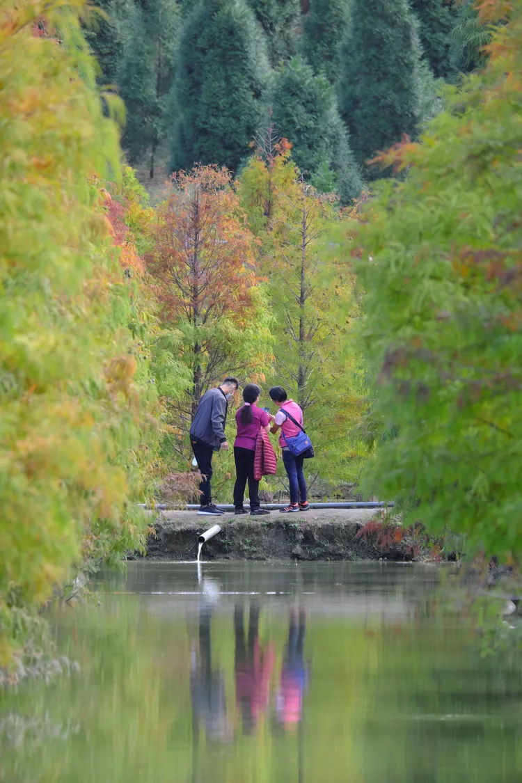 三灣落羽松假日能吸引上萬人潮，地方民眾開始經營白牌車接駁生意。周姓讀者提供