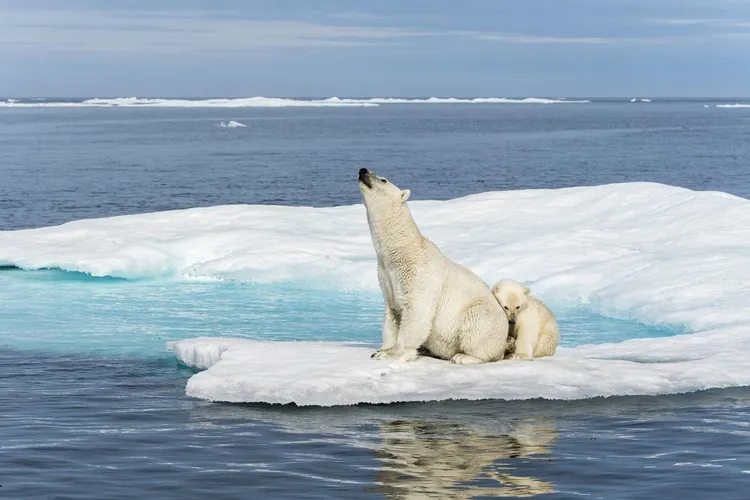 海冰面積不斷縮小，北極熊母親得努力養活幼崽。BBC提供