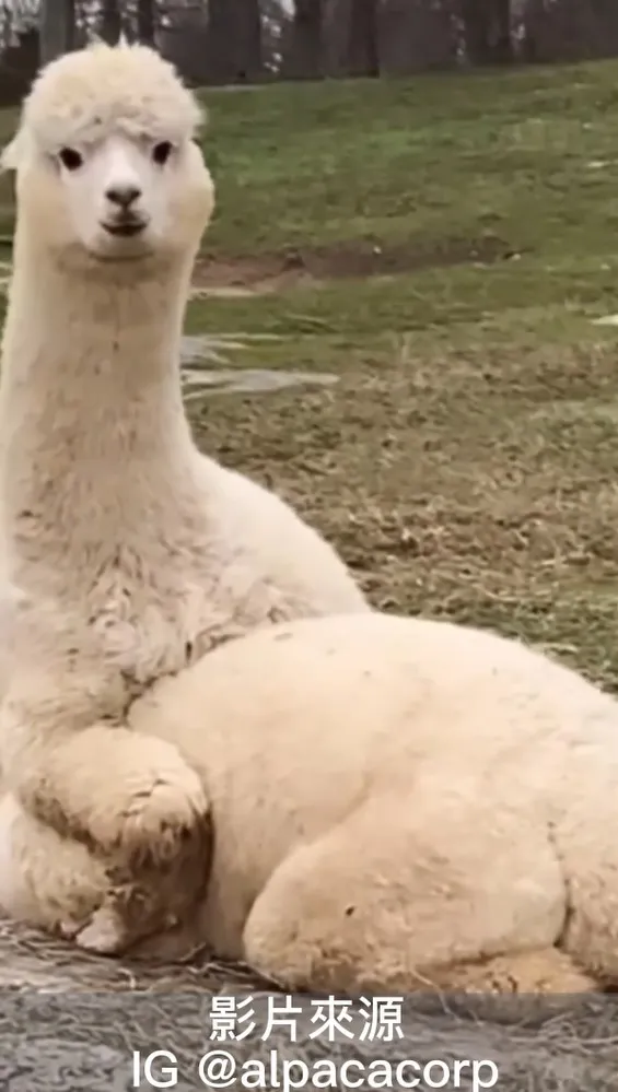 有看過羊駝用坐著嗎？還露出啤酒肚，其實牠是坐在另一隻羊駝上啊！IG @alpacacorp 提供