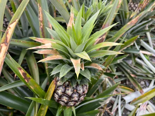 花蓮瑞穗鳳梨花寒害受損2成 縣府為農民爭取現金救助
