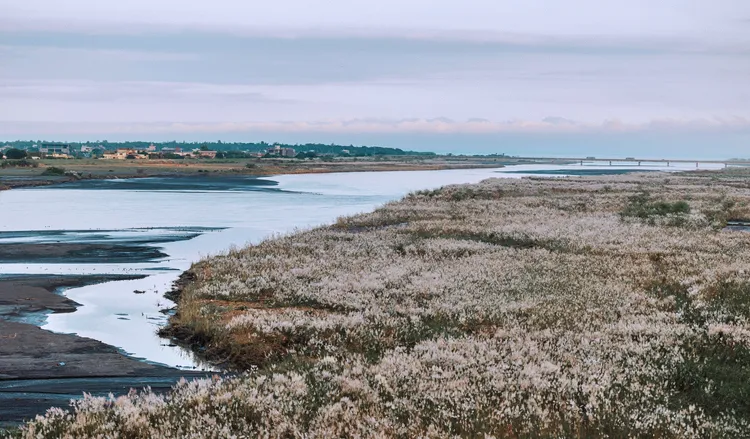 蘭陽溪出海口、噶瑪蘭橋上游、泰雅大橋、粗坑等河段，都可見到甜根子草花隨風搖曳。一河局提供