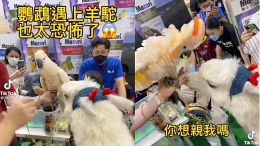 羊駝熱情索吻！鸚鵡第一次見到驚聲尖叫　巨獸碰釘子傷心：不理你了