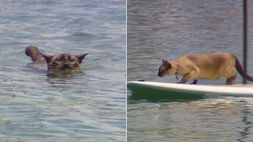狗狗游泳賽「被貓咪搶走冠軍」　喵星人遭狗飼主死亡威脅