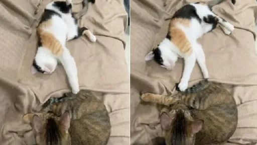 再摸啊!「淡定貓」靜靜思考貓生 一旁激烈翻肚網笑翻:好有愛