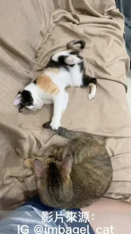 貓咪總是對移動的物品很感興趣，為了讓它不晃動而耗盡體力，猛追猛打永遠都玩不膩～。IG @imbagel_cat 提供