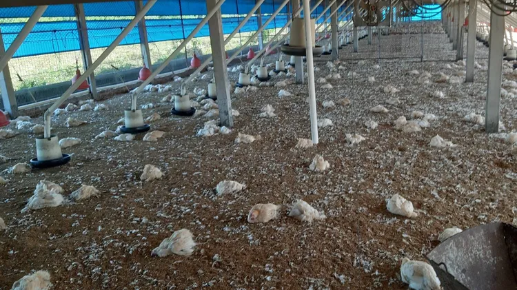 土雞場內雞隻大量死亡倒趴在地。彰化防疫所提供