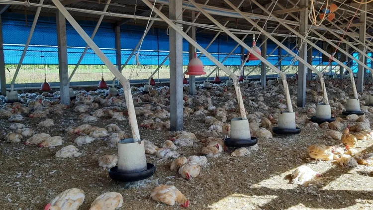 竹塘鄉及二林鎮共3處土雞場，16日起發生雞隻異常死亡。彰化防疫所提供