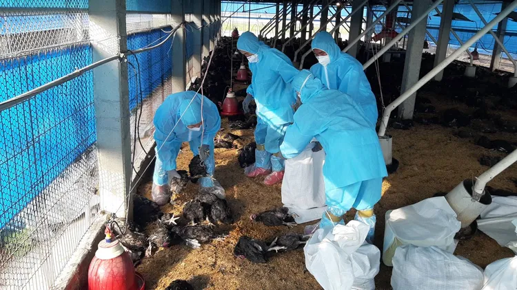 防疫人員收集死亡雞隻，密封後銷毀避免病毒擴散。彰化防疫所提供