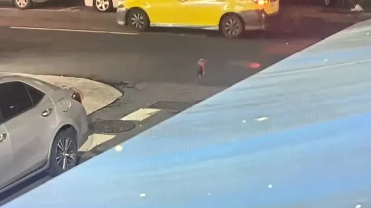 狗狗自行過馬路險象環生。翻攝畫面