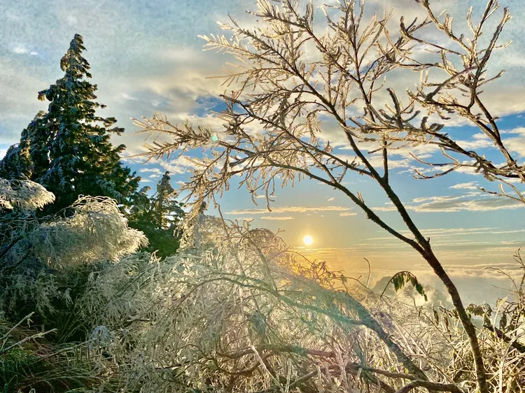 寒流來襲，太平山莊結霧淞，綠樹成銀白，清晨曙光照耀下，景色宜人。林管處提供