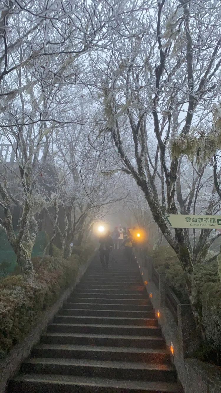 太平山莊中央階梯兩旁綠樹樹梢結冰。林管處提供