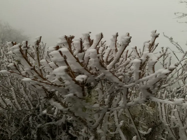 綠樹結霧淞。林管處提供