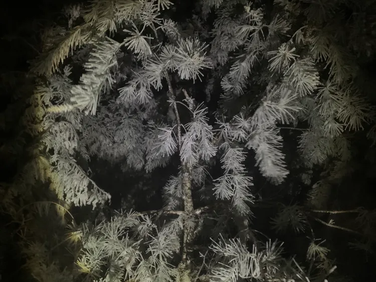 綠樹結霧淞。林管處提供