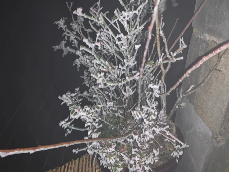 太平山莊前矮樹結霧淞。林管處提供