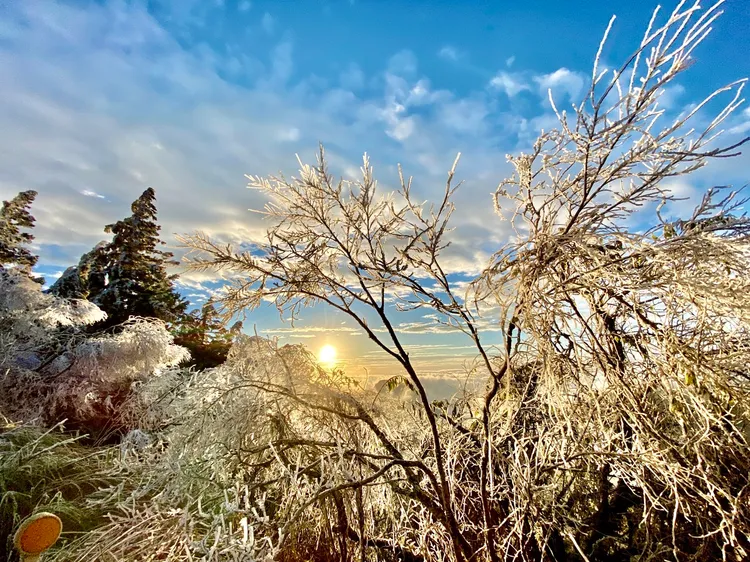 寒流來襲，太平山莊結霧淞，綠樹成銀白，清晨曙光照耀下，景色宜人。林管處提供