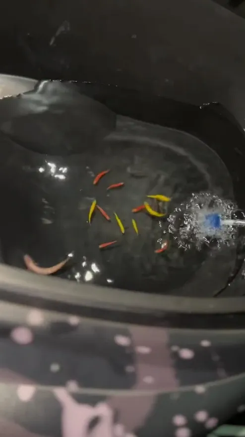 機車坐墊下置物箱改裝成「行動魚缸」養魚。翻攝抖音（TikTok）