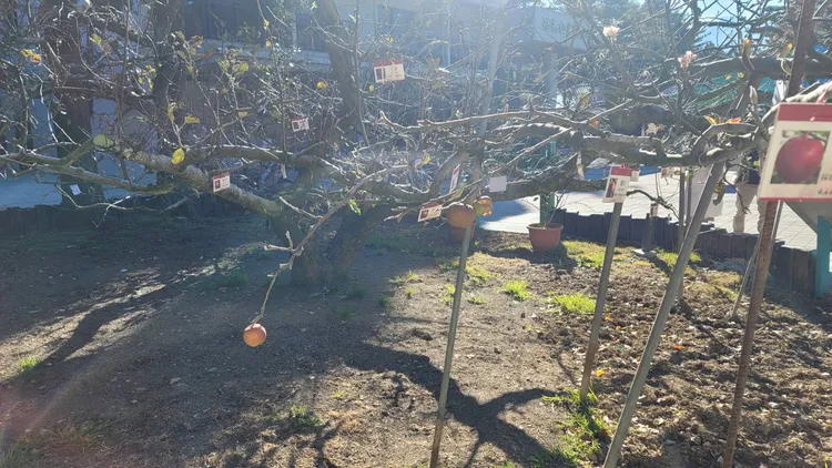 蘋果王樹上架接了43種的蘋果，可以說是蘋果史上的進化過程。民眾提供