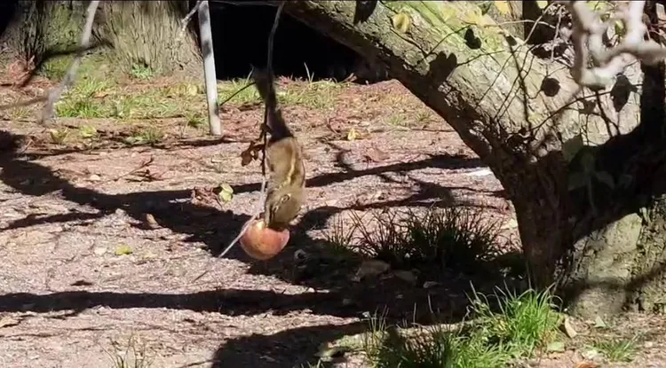 條紋松鼠從樹上下來偷啃蘋果，被眼尖的遊客發現拍照。民眾提供
