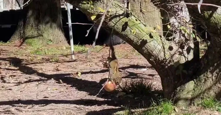 福壽山農場的蘋果王果實越來越少，原來是條紋松鼠來偷吃。民眾提供