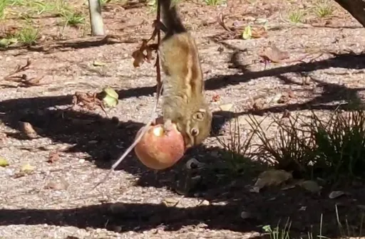 梨山43種蘋果生在這棵樹上 果實漸不見!這小傢伙懂吃