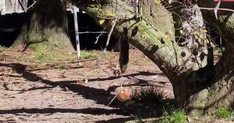 條紋松鼠趁沒人注意時，偷偷爬下來偷吃蘋果。民眾提供