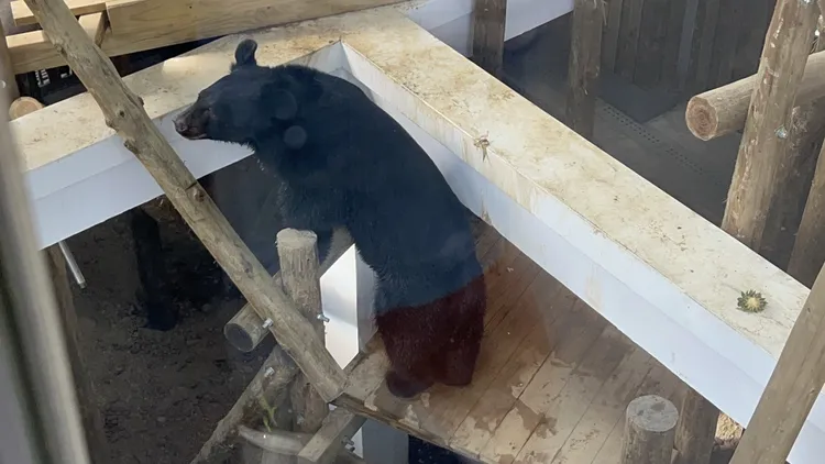 台灣黑熊現身引起民眾一陣騷動。侯昌騰攝