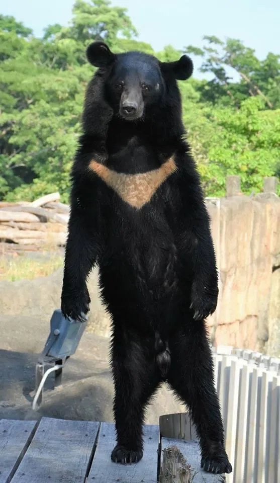 壽山動物園內的明星動物─台灣黑熊「波比」。壽山動物園提供