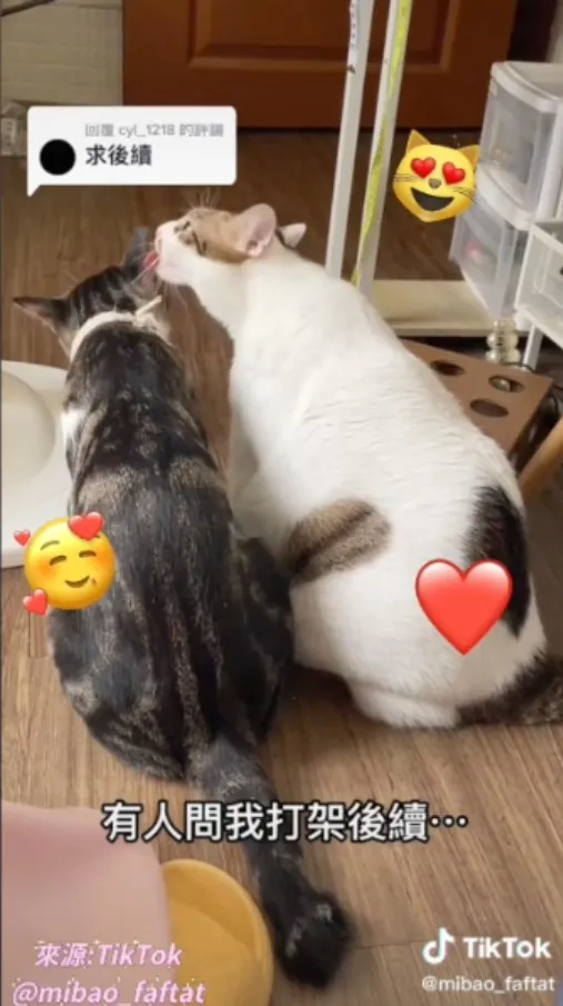 舔～我們的情誼高如山，深似海，烈如酒，長如江　　請大家不要太擔心，我們和好囉。TikTok@mibao_faftat 提供