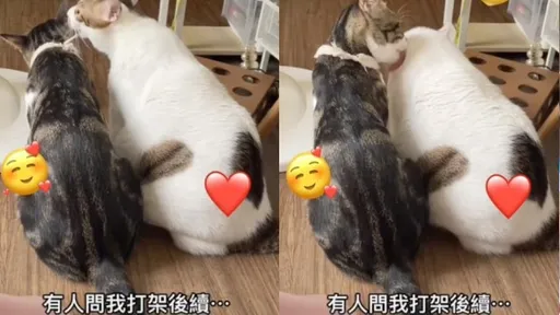 喵星人狠咬互打！互舔「大和解」是哪招　主人笑歪：之前在種草莓？