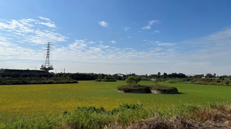 3000萬元打造兼具防洪與休憩功能的虎尾平和滯洪池，落成不到兩年已長滿布袋蓮。魏嘉良攝