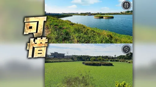 美到曾奪獎!虎尾3千萬打造滯洪池 不到2年布袋蓮吞沒、秘境變荒地