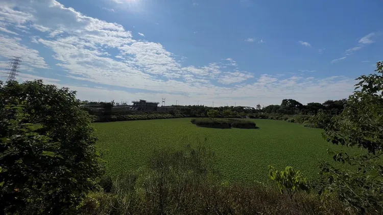 虎尾平和滯洪池傳遭布袋蓮攻佔，恐堵塞排水路影響滯洪功能。魏嘉良攝