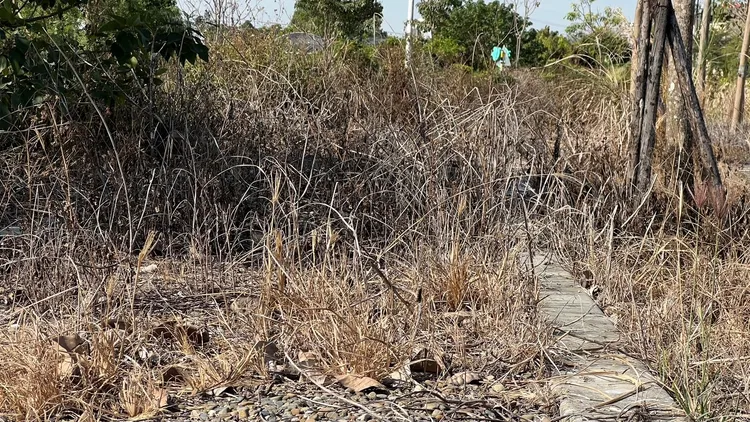 環池步道兩年來已雜草橫生，昔日美麗景色不復見。魏嘉良攝