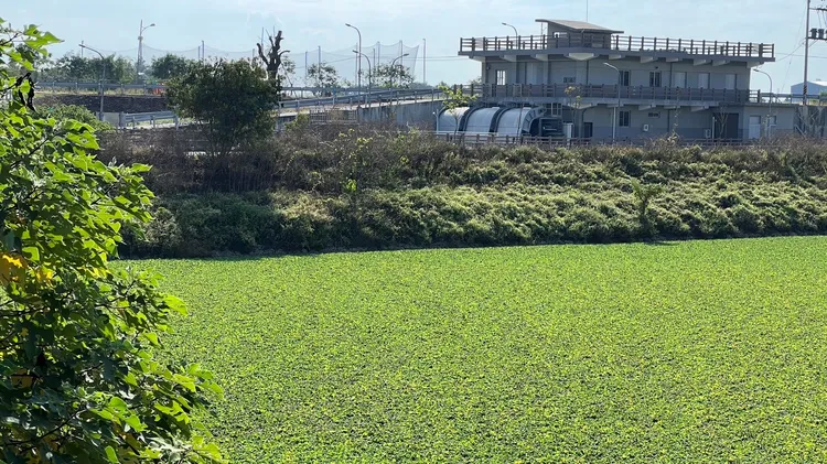 滯洪池現況已遭布袋蓮攻佔，雲縣水利處釐清多數為浮萍，擬將趁枯水期放水清除。魏嘉良攝