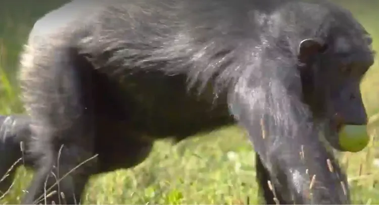 翻攝富魯維克動物園官網
