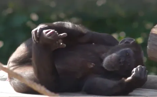 黑猩猩「投奔自由」逃出動物園 竟因麻醉劑不夠慘遭射殺
