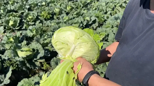 雲林高麗菜自採4顆50元 救菜農一兼二顧!百人下田搶好康