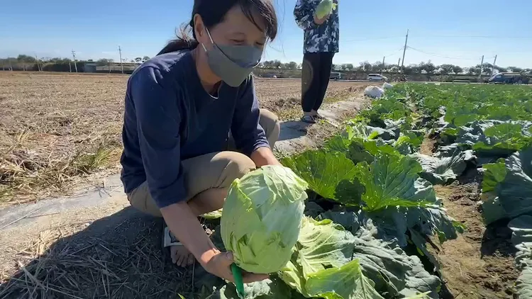 便當業者和家人趁周日下田採菜省成本。魏嘉良攝