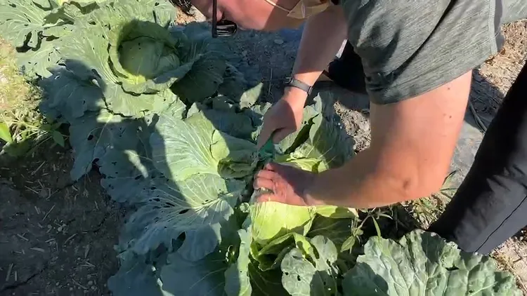 虎尾當地鄉親自備鐮刀和袋子下田，看準喜歡的高麗菜便採。魏嘉良攝