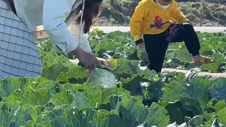 菜農開放自採高麗菜，價格約市場零售一半價，吸引百餘人前來搶採。魏嘉良攝
